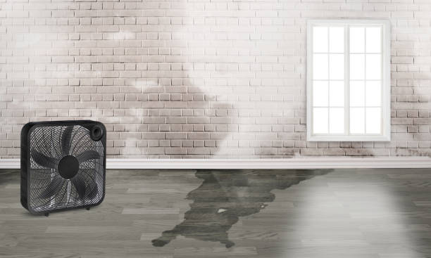 Best Professional water damage repair  in Colville, WA